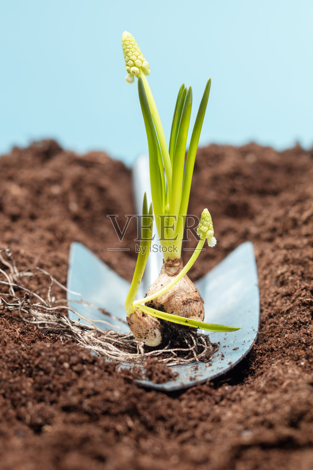 幼小的麝香花球茎放在花园的地上，土里舀。照片摄影图片
