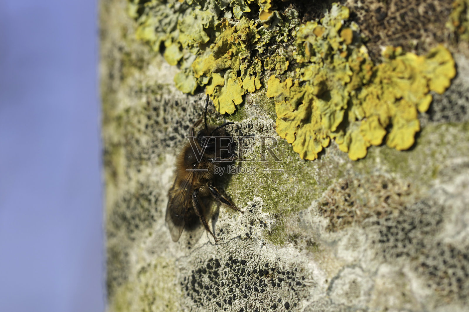 一只雌性大型黄色采矿蜂的特写，安德烈娜·阿皮卡塔在树皮上取暖照片摄影图片