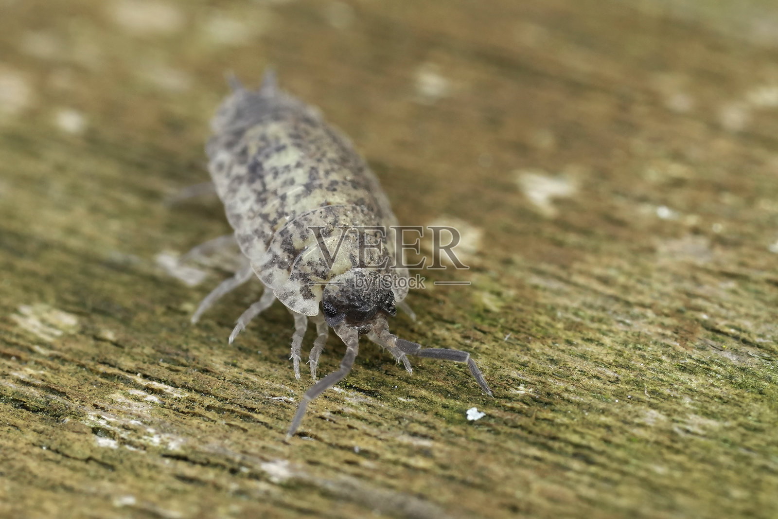 特写在一个异常苍白的粗糙的木头，坐在木头上的瓷器照片摄影图片