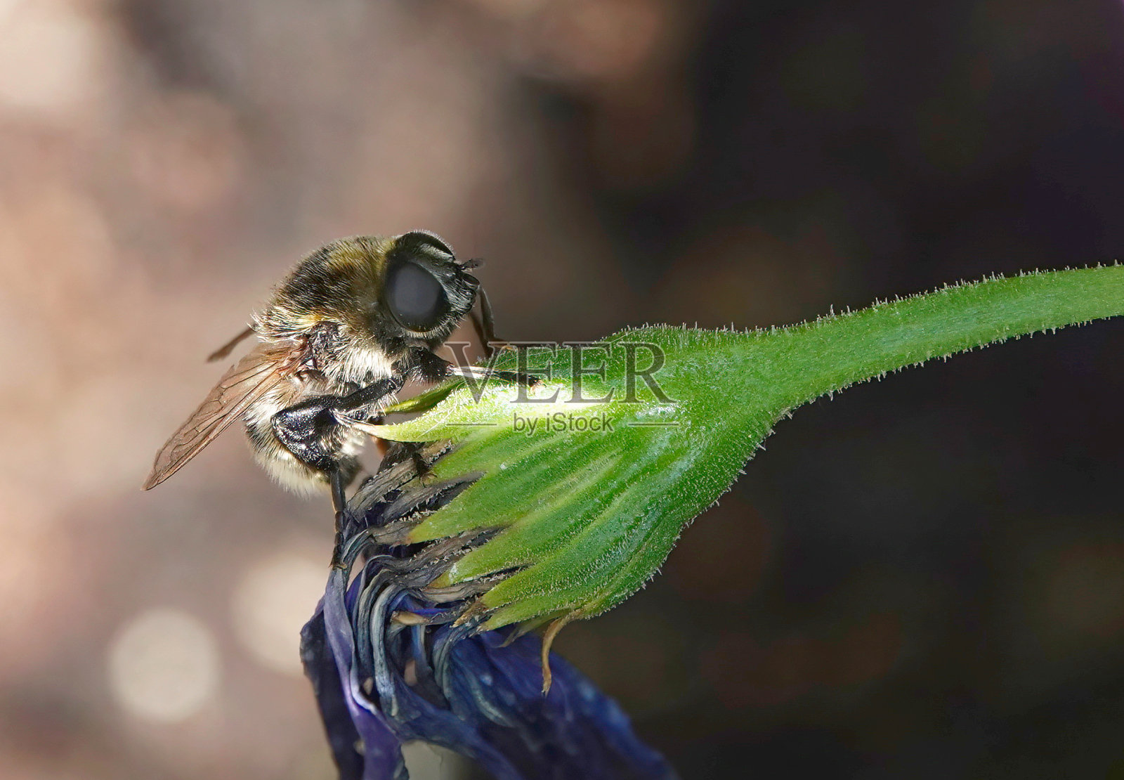 在散焦的背景下，一只食蚜蝇站在花园的植物茎上。照片摄影图片
