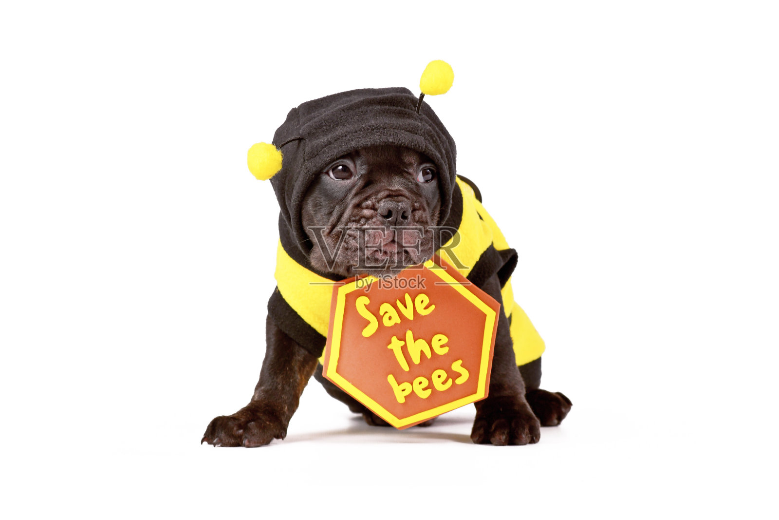 法国斗牛犬小狗穿着蜜蜂服装和“拯救蜜蜂”的标志照片摄影图片