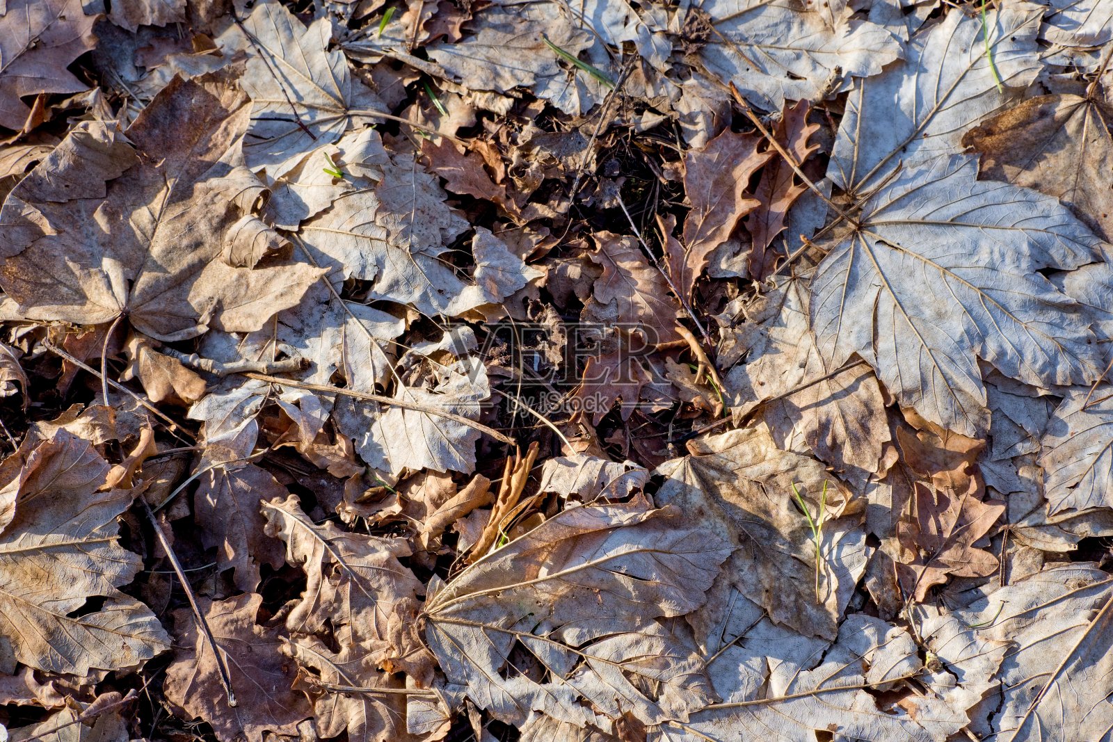 老落叶的背景。森林地面上的棕色树叶。照片摄影图片