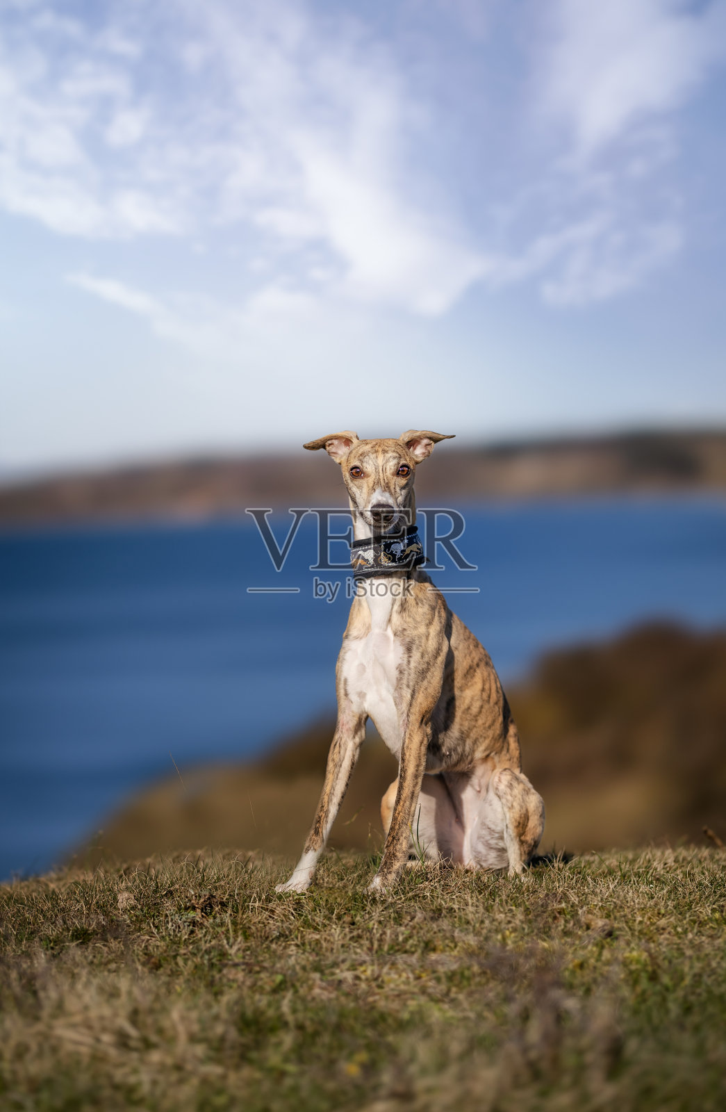 漂亮的狗照片摄影图片