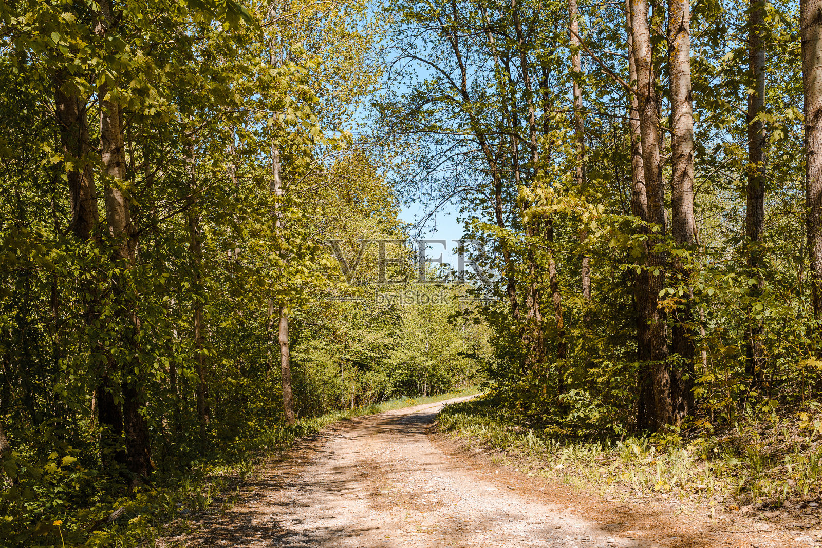 夏日森林里，阳光明媚的日子里，有树的小路。这条路蜿蜒曲折。照片摄影图片