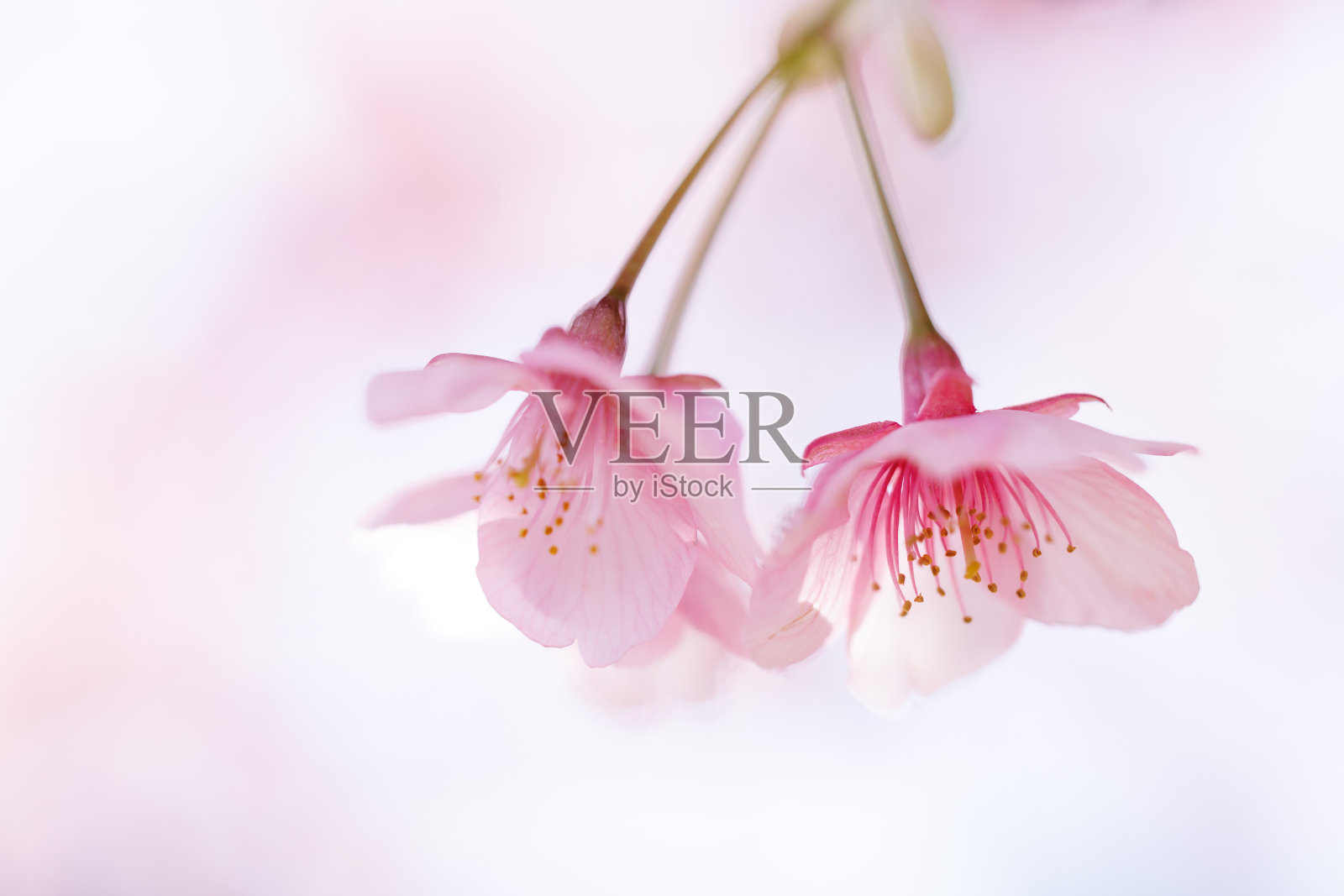 川崎樱花(Kawazu Sakura)照片摄影图片