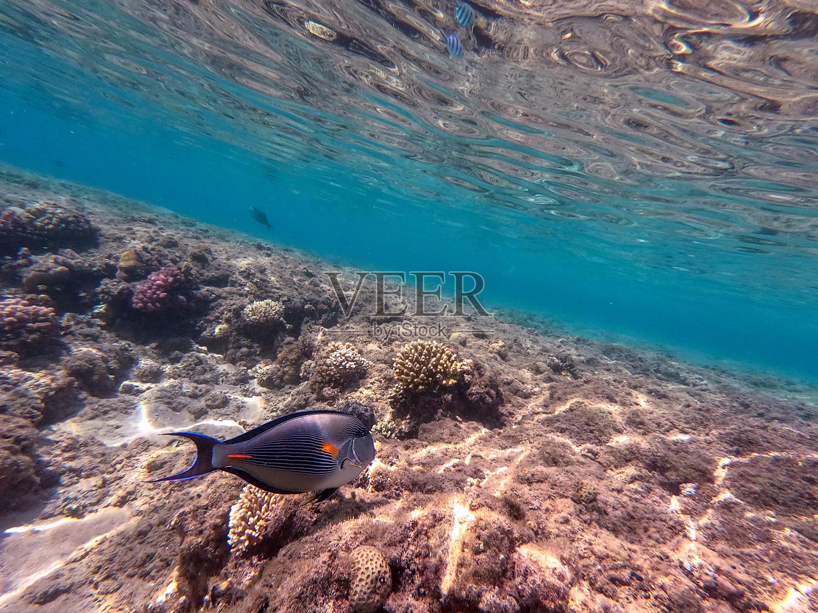 红海珊瑚礁中的外科医生鱼或sohal tang鱼(Acanthurus sohal)。照片摄影图片