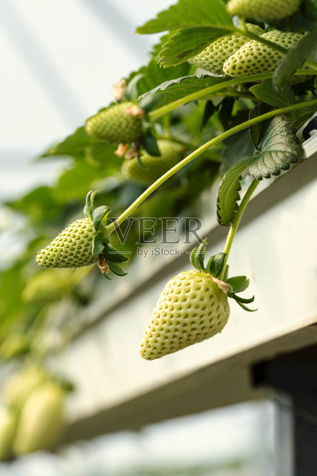 温室花盆中的生青草莓照片摄影图片