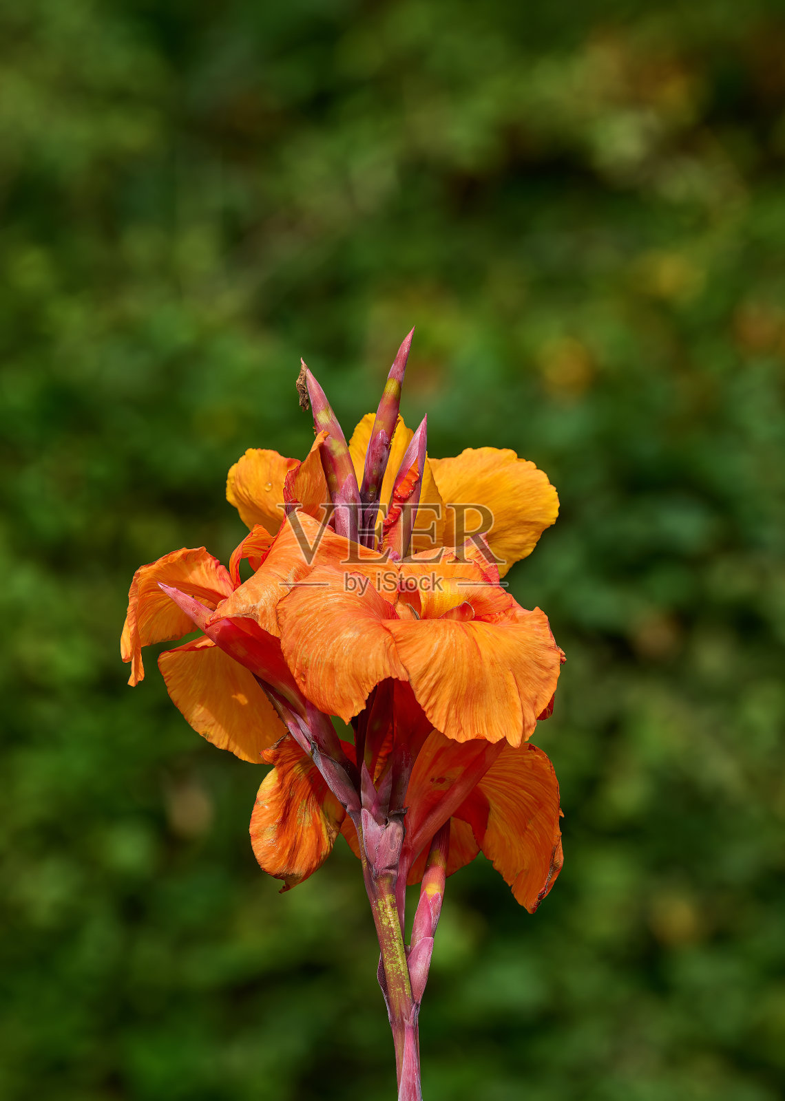 印度枪击事件。德国莱茵兰，杜塞尔多夫，公园里的美人蕉照片摄影图片