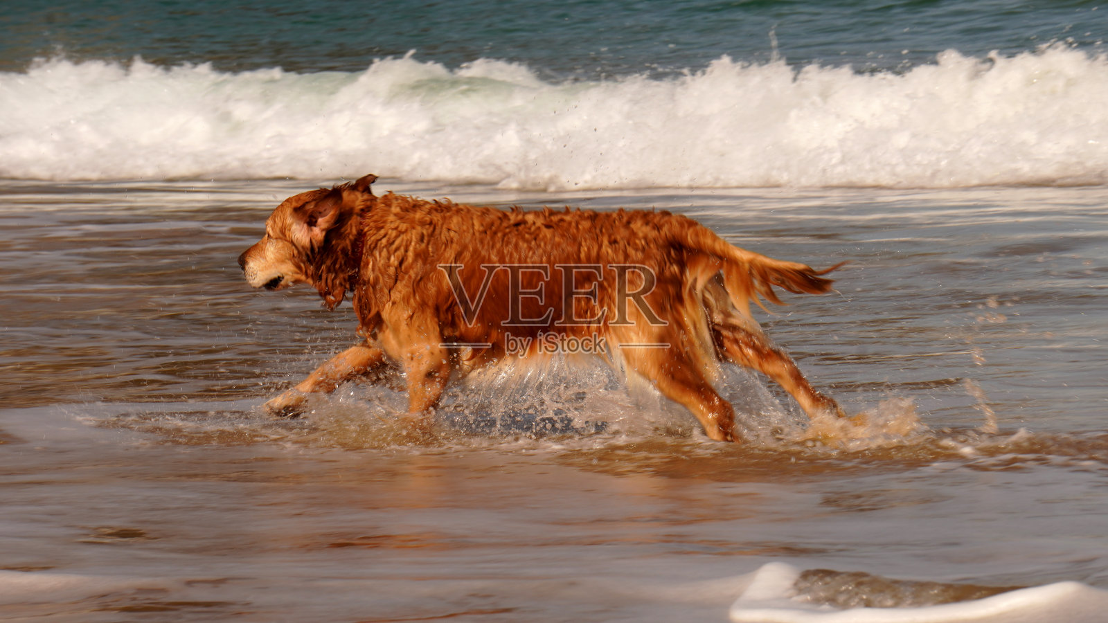 狗在人群中照片摄影图片
