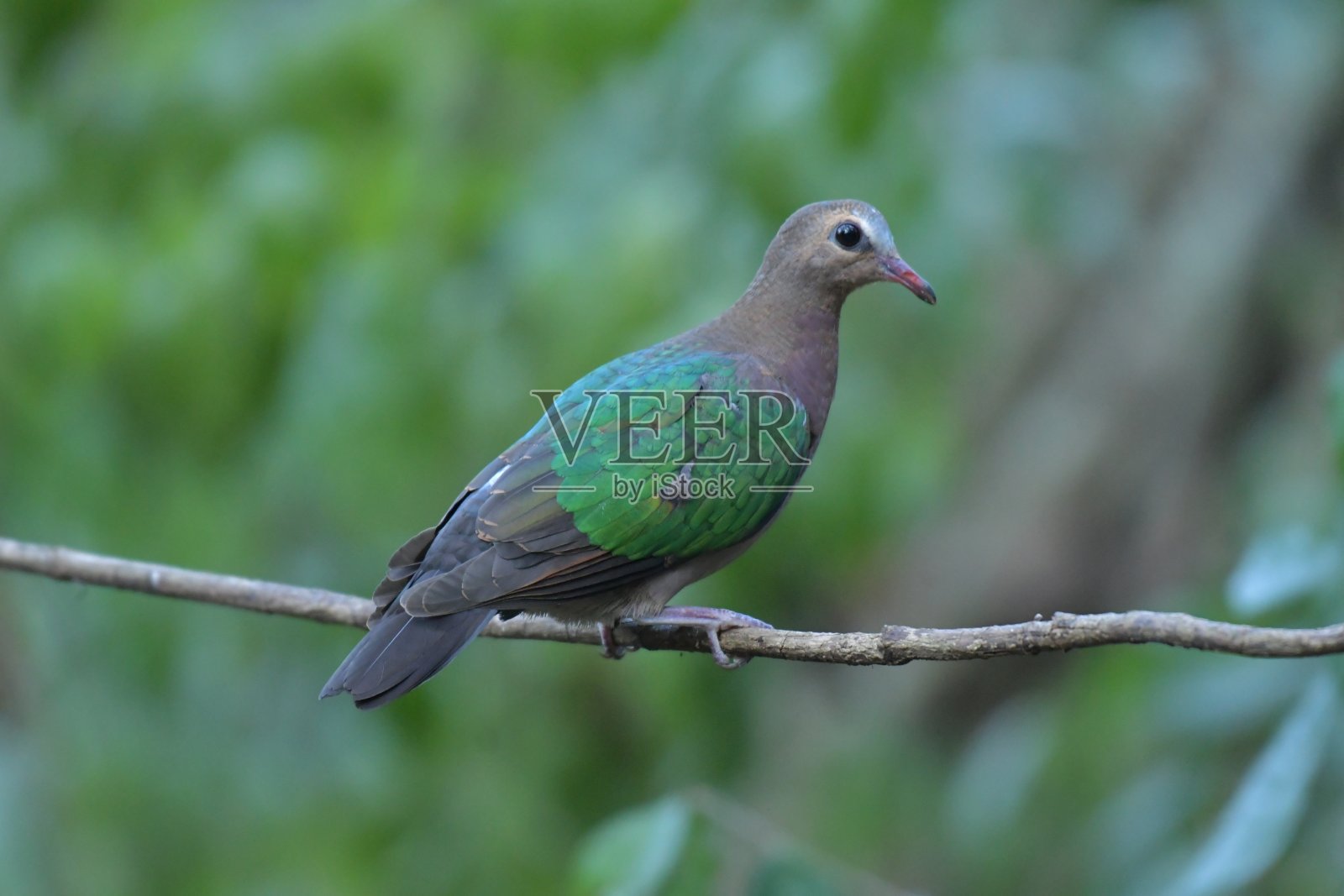 翡翠的鸽子照片摄影图片