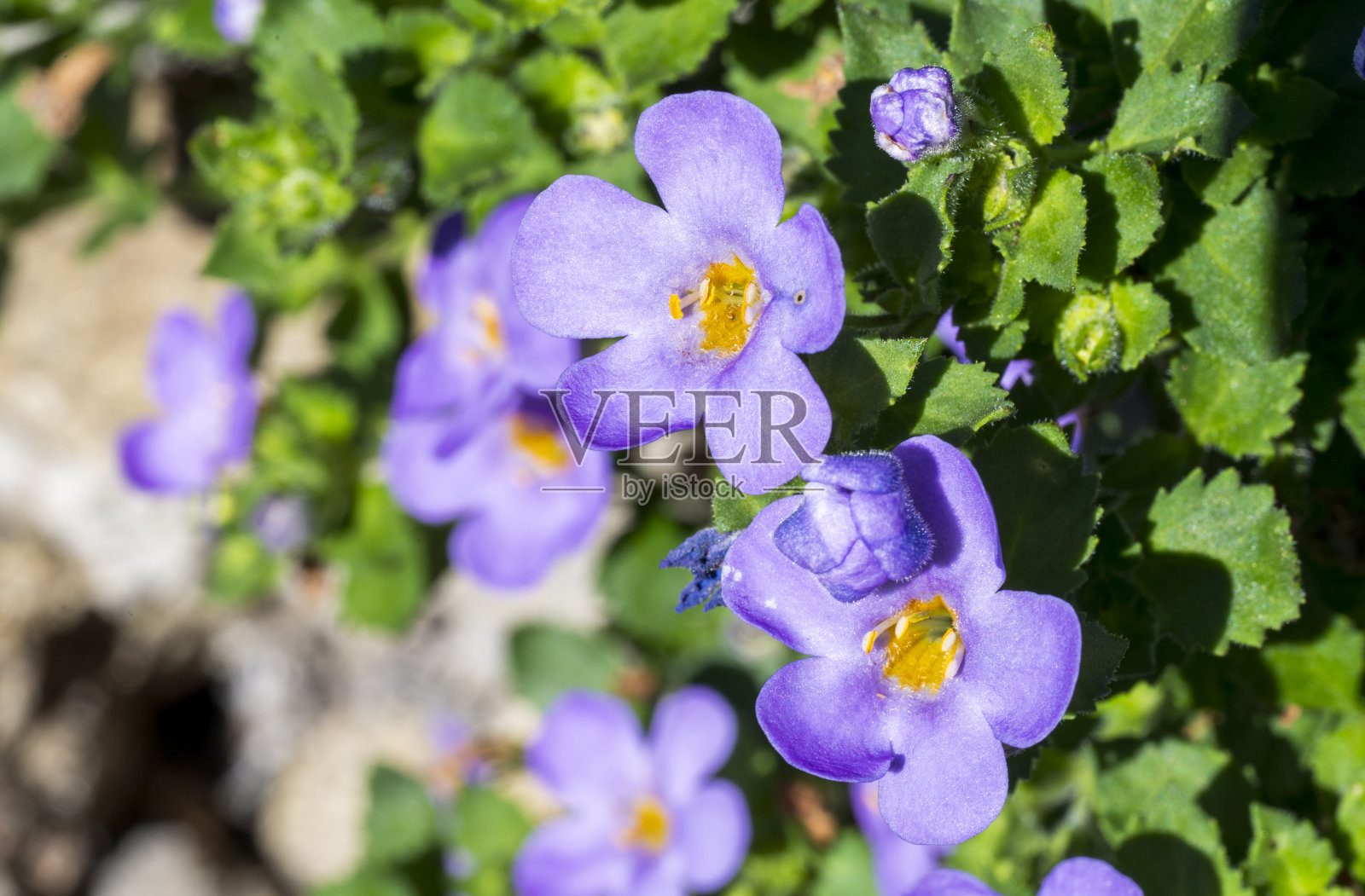 蓝黄色花的细部图。照片摄影图片