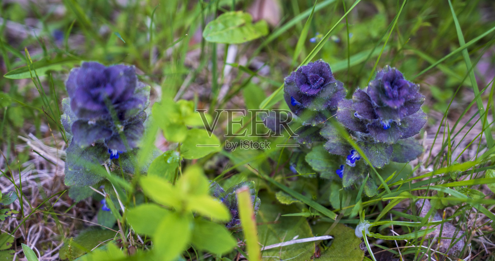 草中的蓝色花照片摄影图片