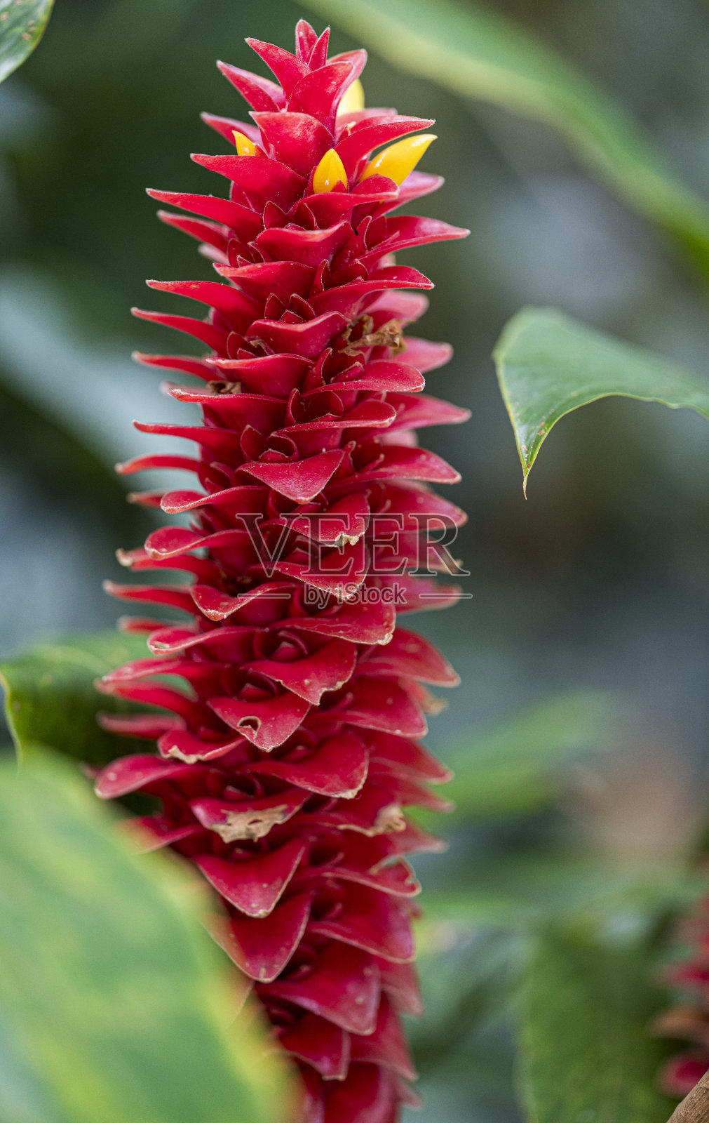 barbatus植物红色花朵的细节照片摄影图片