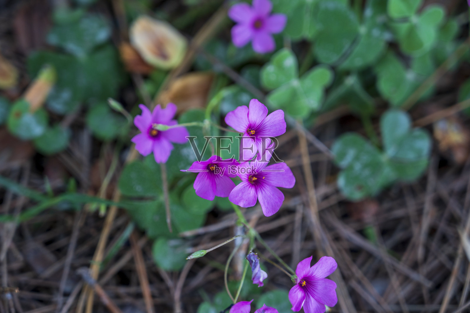 草叶草紫色花细部图照片摄影图片