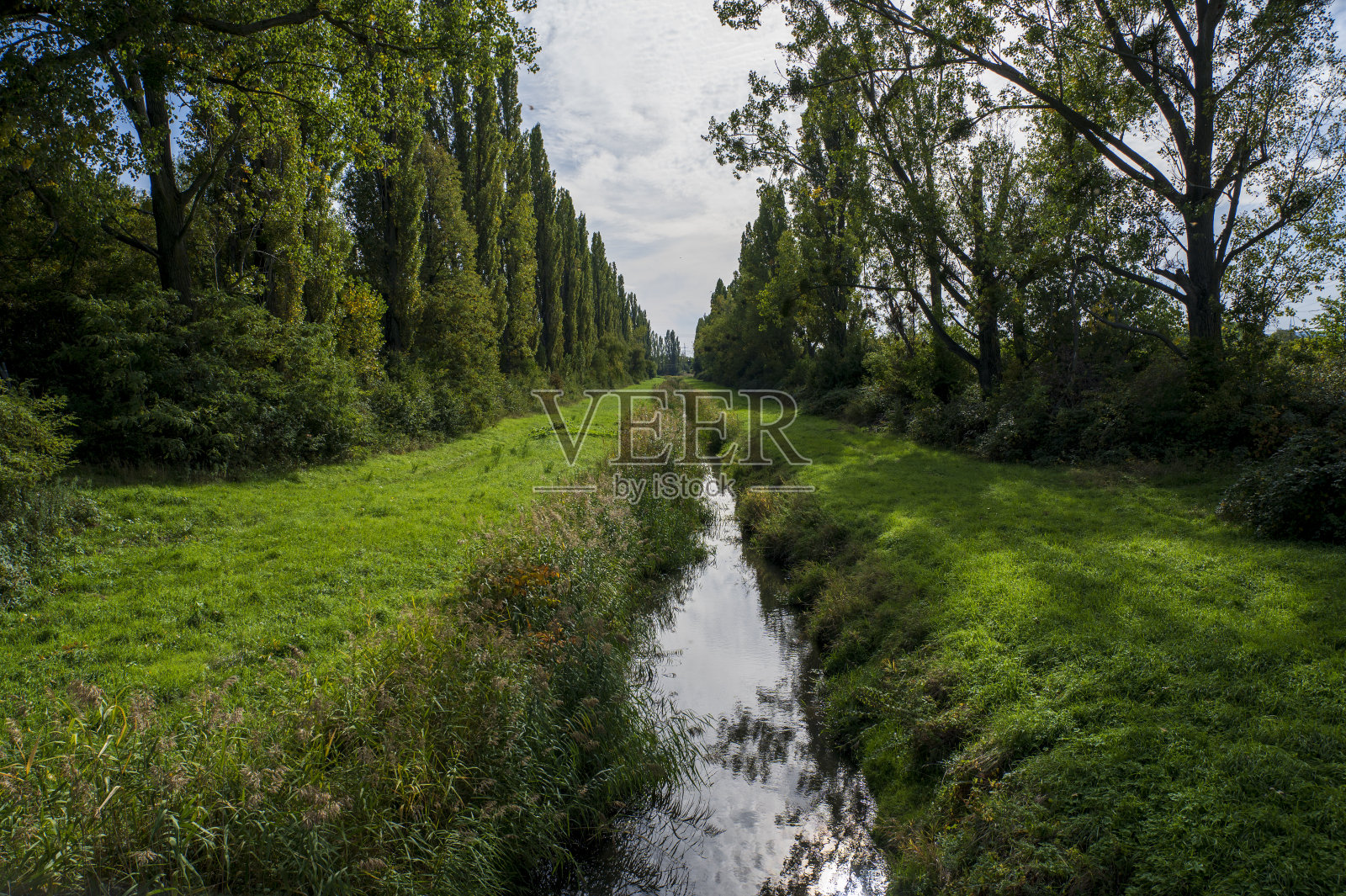 在高大的树木和灌木丛的小巷里，有一条宽阔的绿草。照片摄影图片