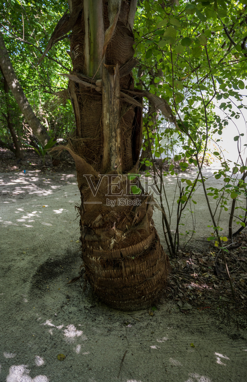 棕榈树树干下部和根部的细节。阳光明媚的天气。照片摄影图片