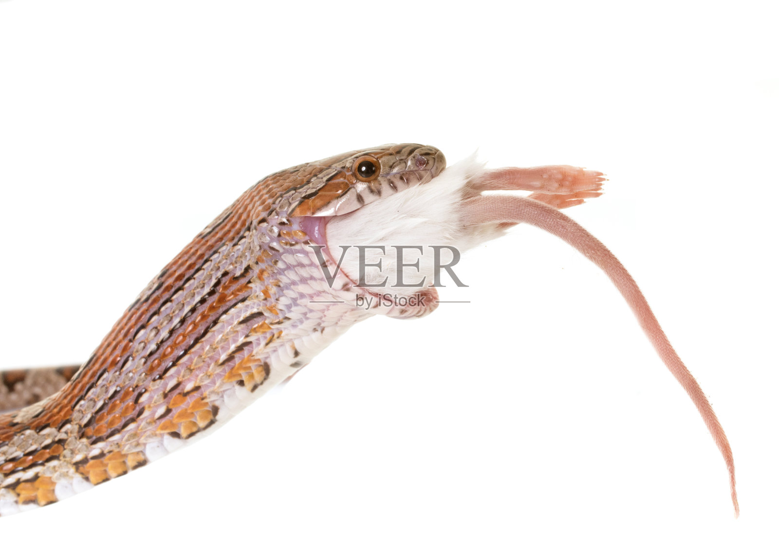 玉米蛇食鼠照片摄影图片