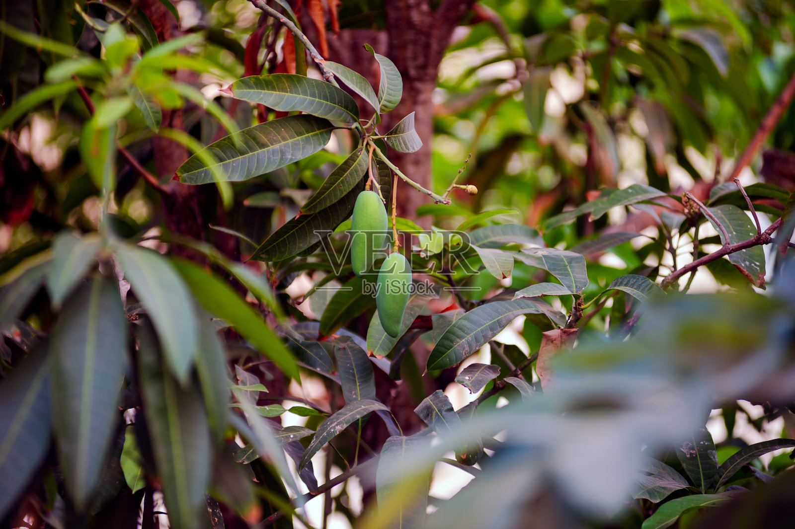 一组挂在树上的新鲜芒果，在泰国东北地区的家庭中普遍种植。照片摄影图片