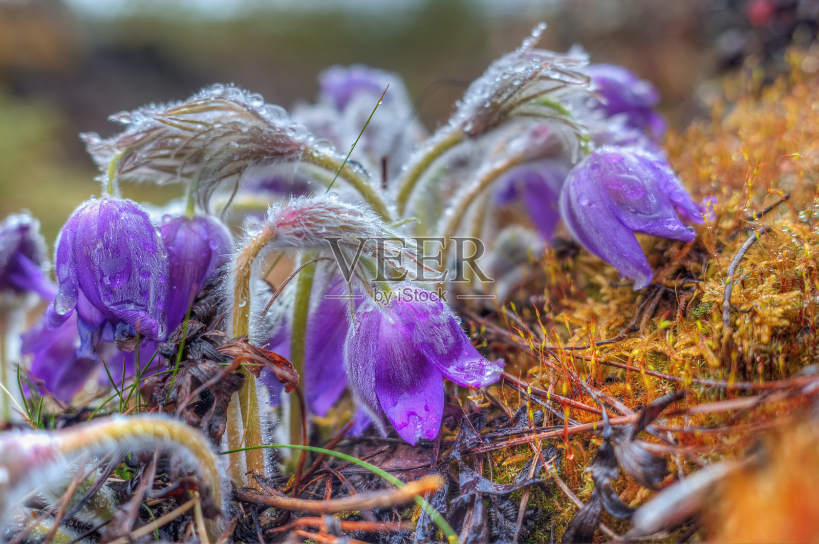 春天的花朵照片摄影图片