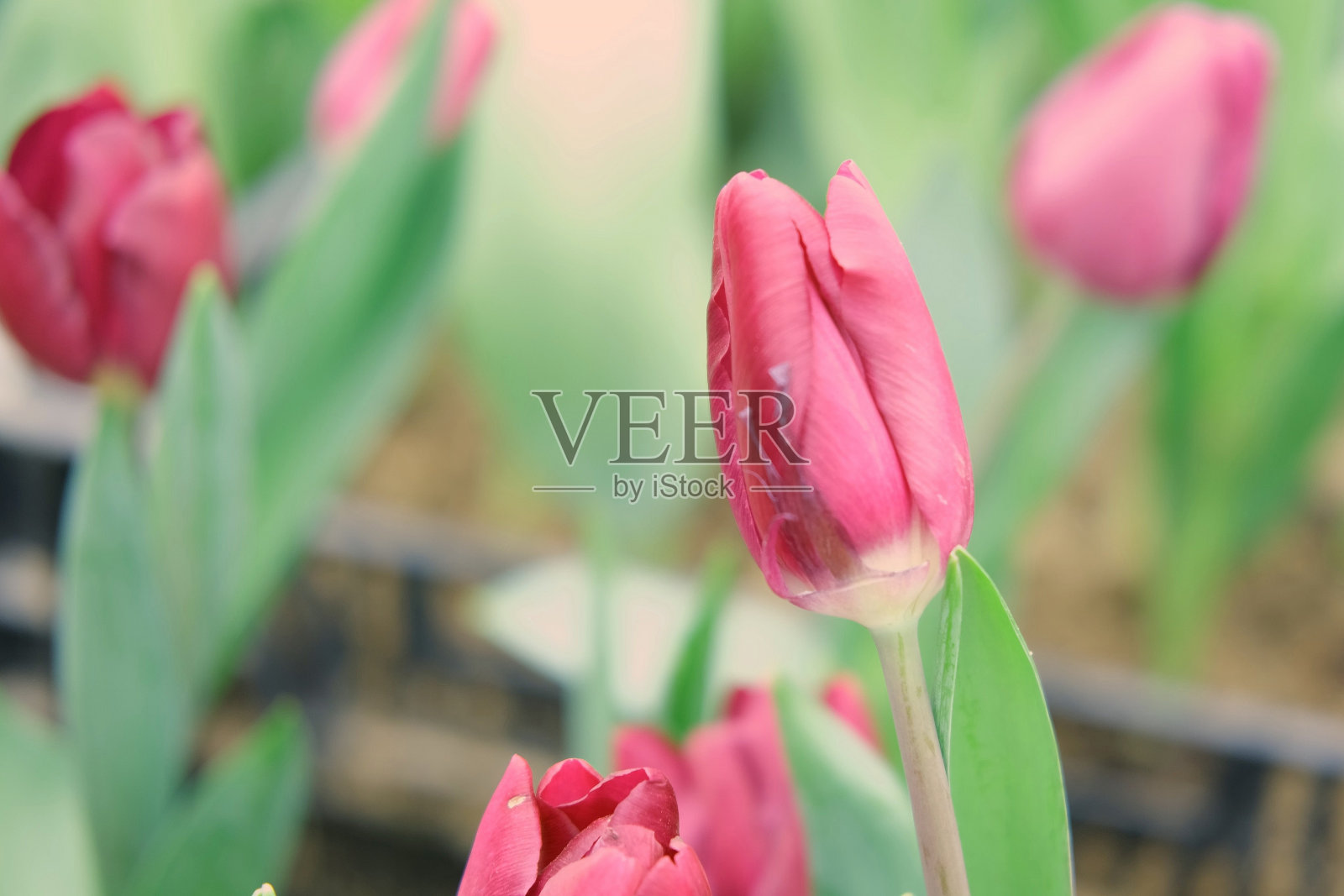 春天不同颜色的郁金香花束。3月8日是国际妇女节。3月8日。春天的背景。郁金香，五颜六色的郁金香花束。3月8日。用鲜花装饰节日。照片摄影图片