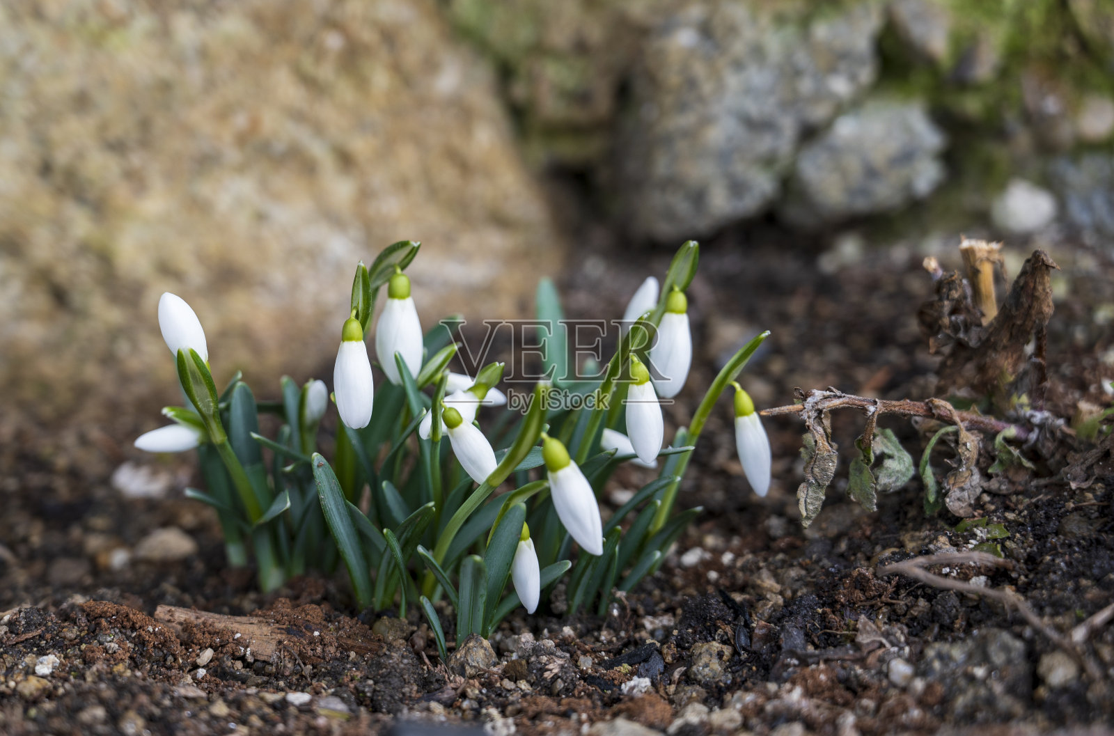 绿色花莲属植物，芽白色。照片摄影图片