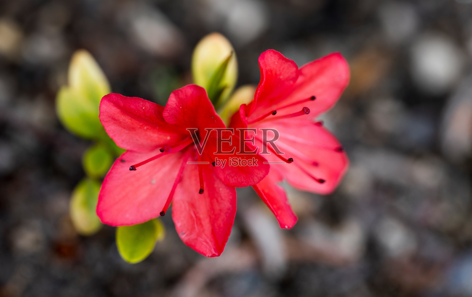 细节的红色杜鹃花与模糊的背景照片摄影图片