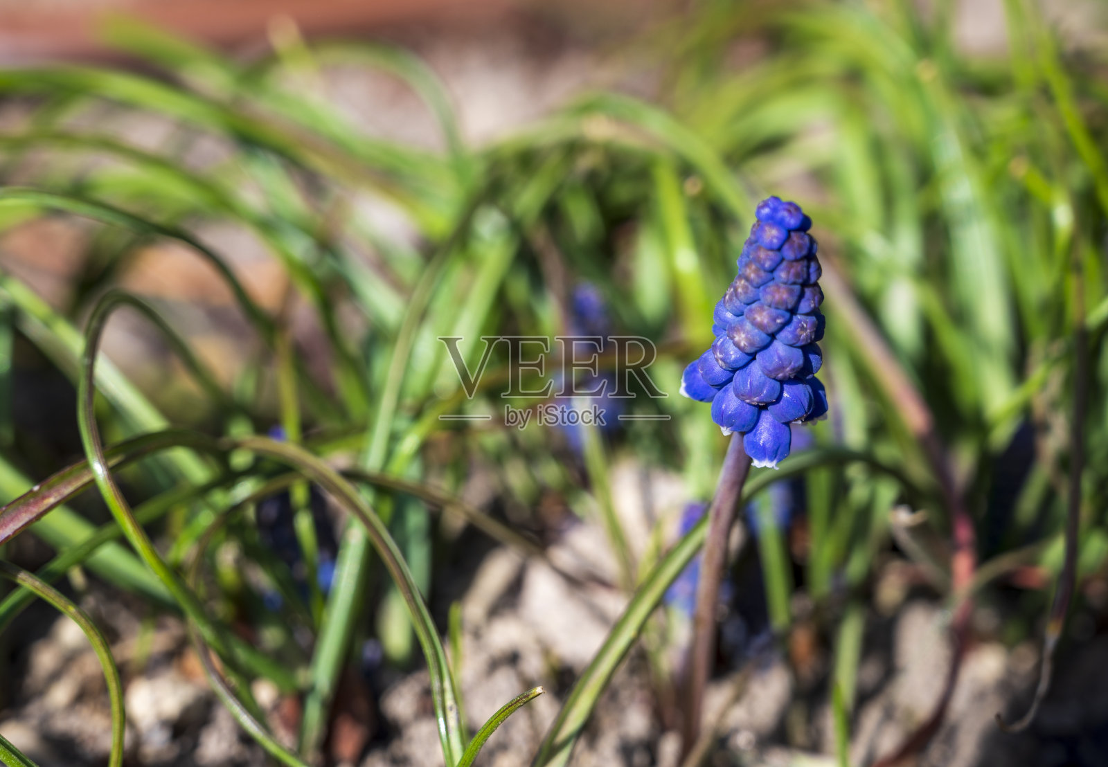 麝香草蓝色花朵的特写，背景模糊照片摄影图片