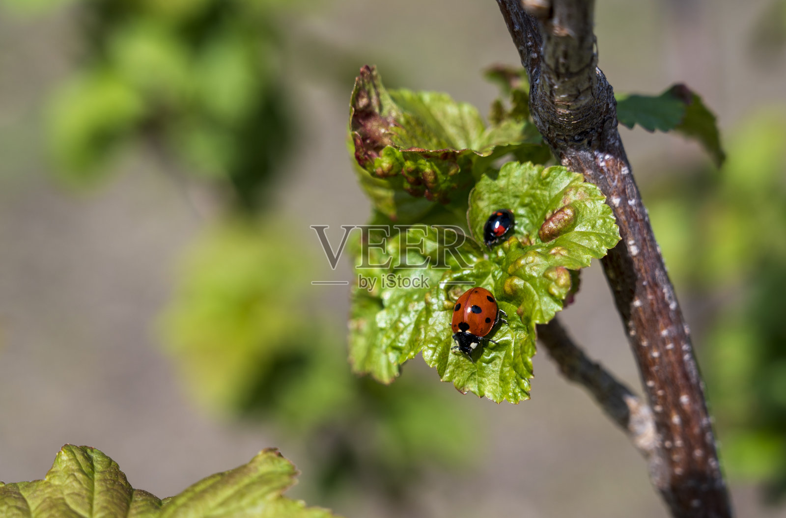 两只红色和黑色的瓢虫在葡萄干植物的绿叶上照片摄影图片
