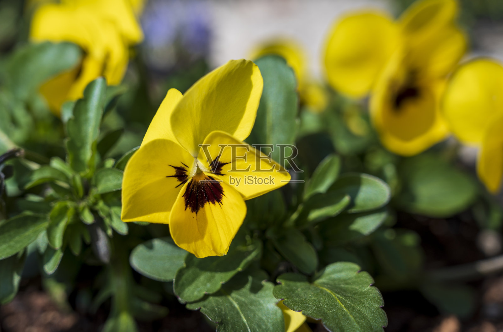 堇菜植物黄色花朵的细节照片摄影图片