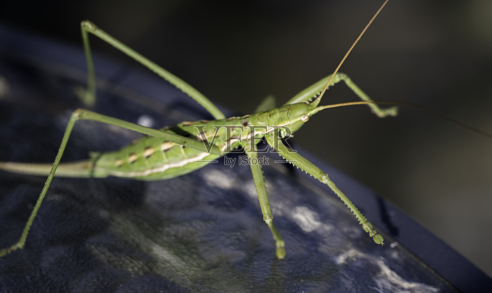一只巨大的绿色卡罗莱纳螳螂昆虫的细节照片摄影图片