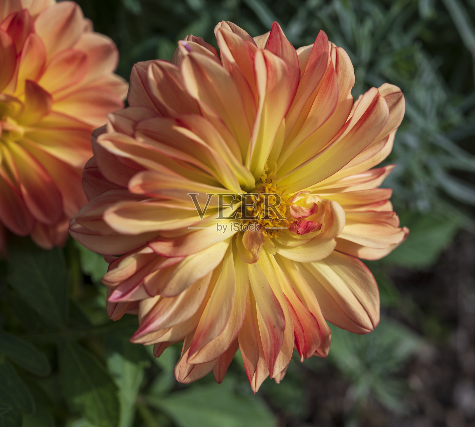 黄橙花的大丽花植物与绿色模糊的背景。照片摄影图片