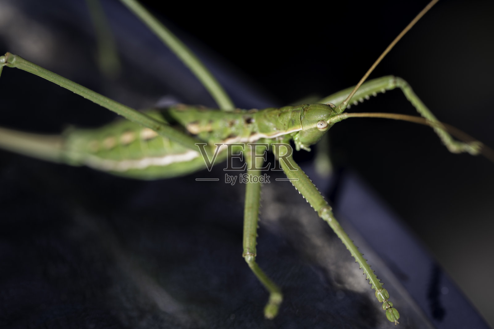 一只巨大的绿色卡罗莱纳螳螂昆虫的细节照片摄影图片