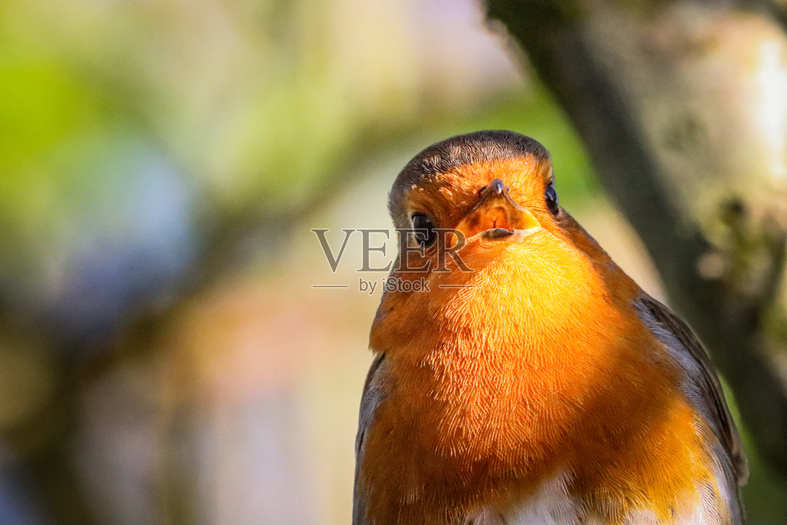 一个美丽的动物肖像，一只知更鸟在树林里照片摄影图片