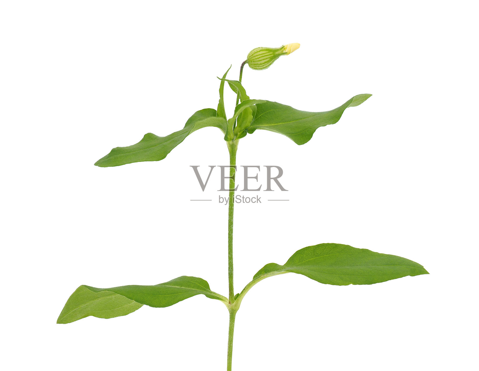 白色背景上分离的叉形捕蝇植物，沉默二歧照片摄影图片