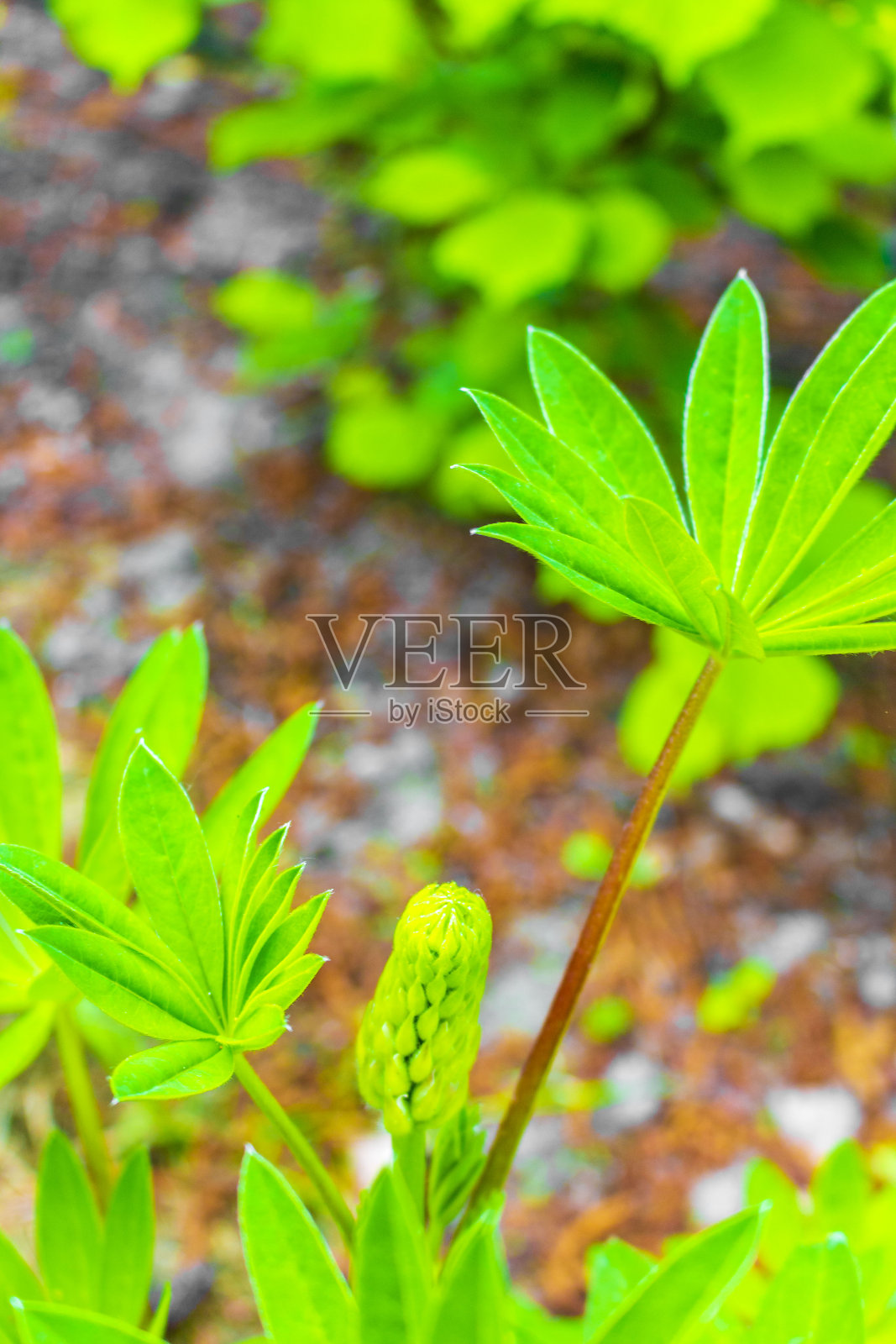 新鲜的绿色羽扇豆植物在花园清晨的露珠滴德国。照片摄影图片