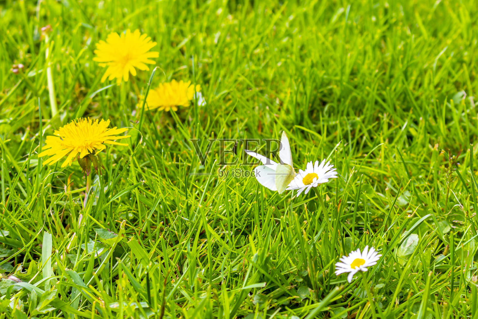 小白黄蝴蝶坐在德国的花丛草地上。照片摄影图片