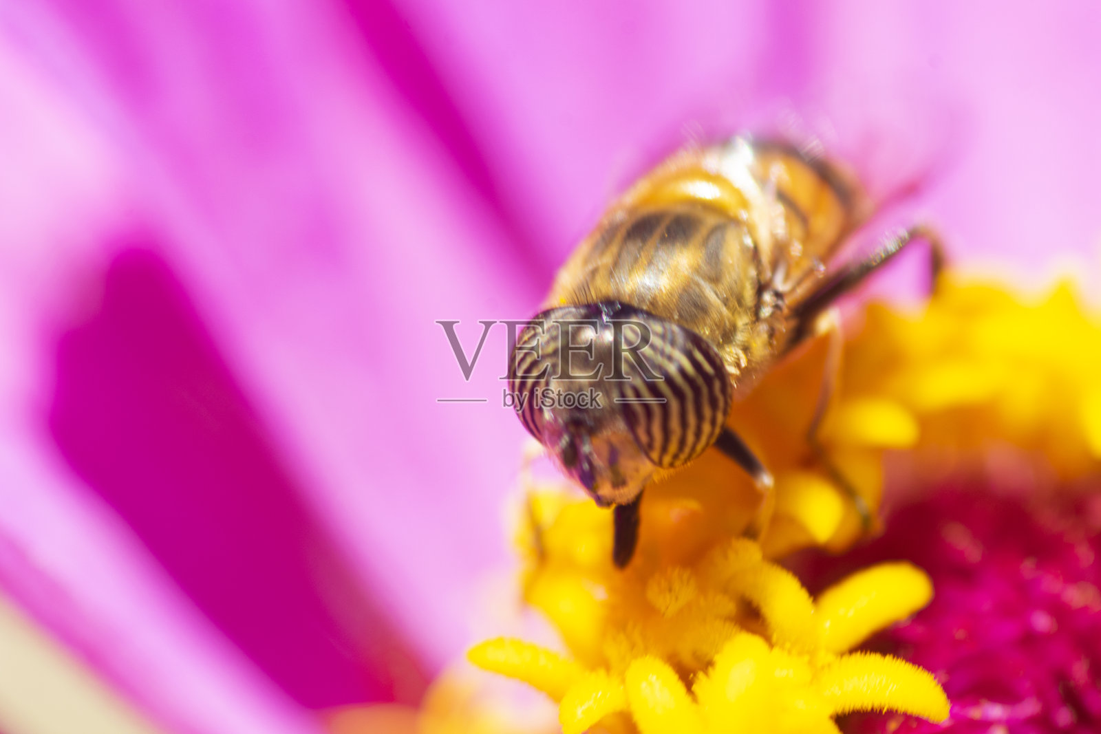 虎蝇吸食紫色花朵的花蜜，照片摄影图片