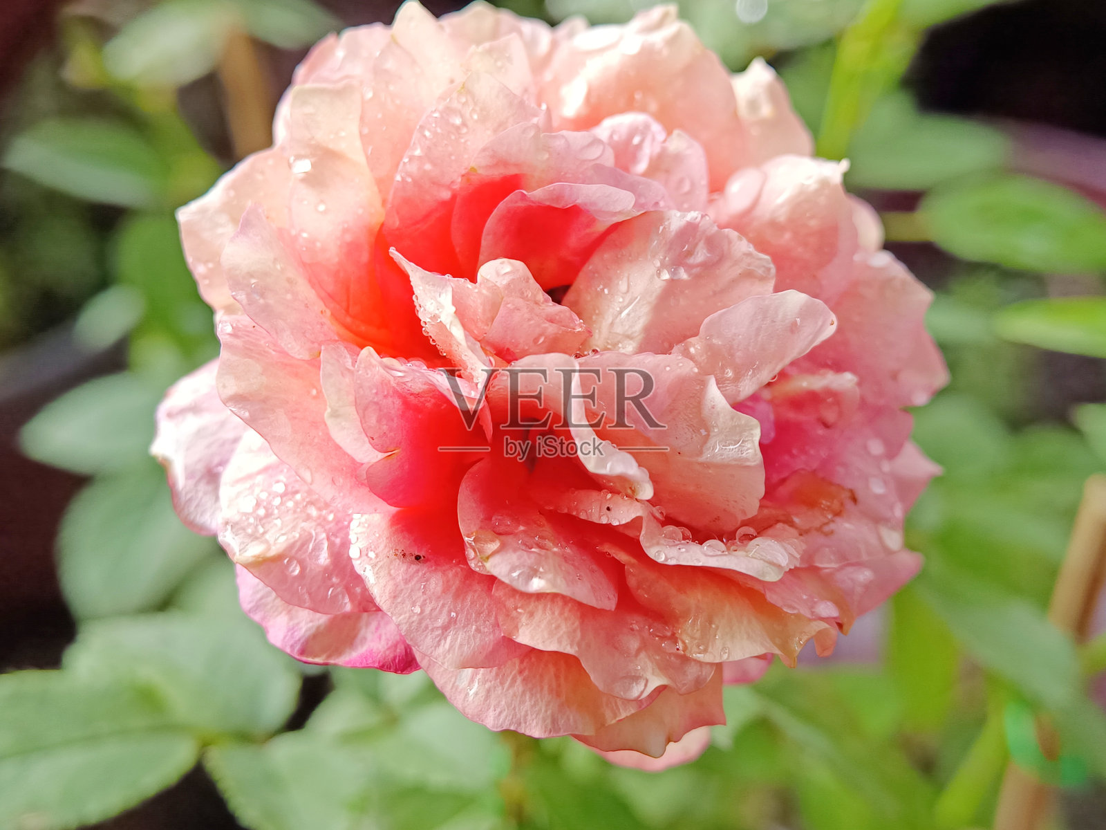 选择焦点的一个完全开花的粉红色玫瑰在花园与模糊的背景照片摄影图片