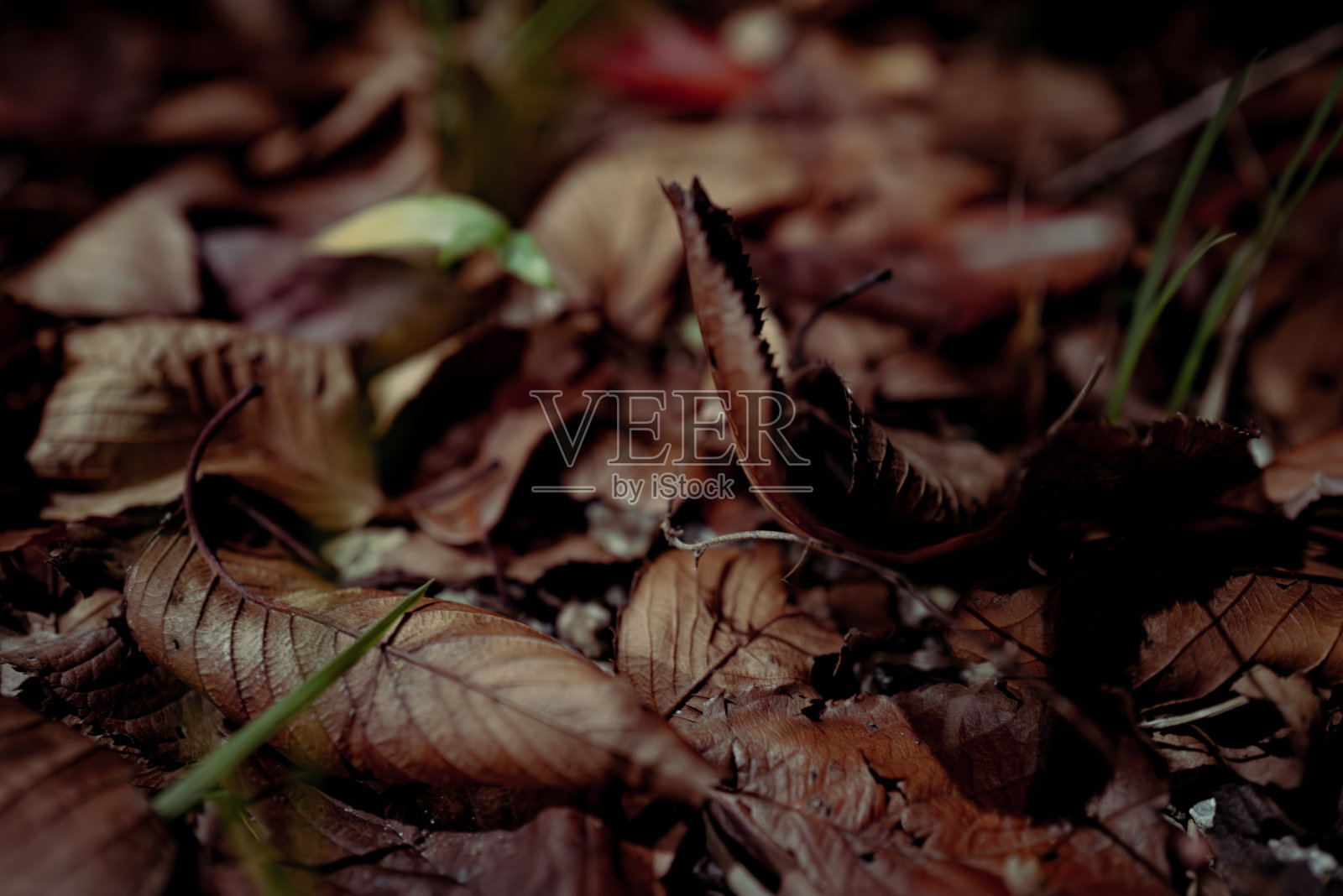 落叶图案材料照片摄影图片