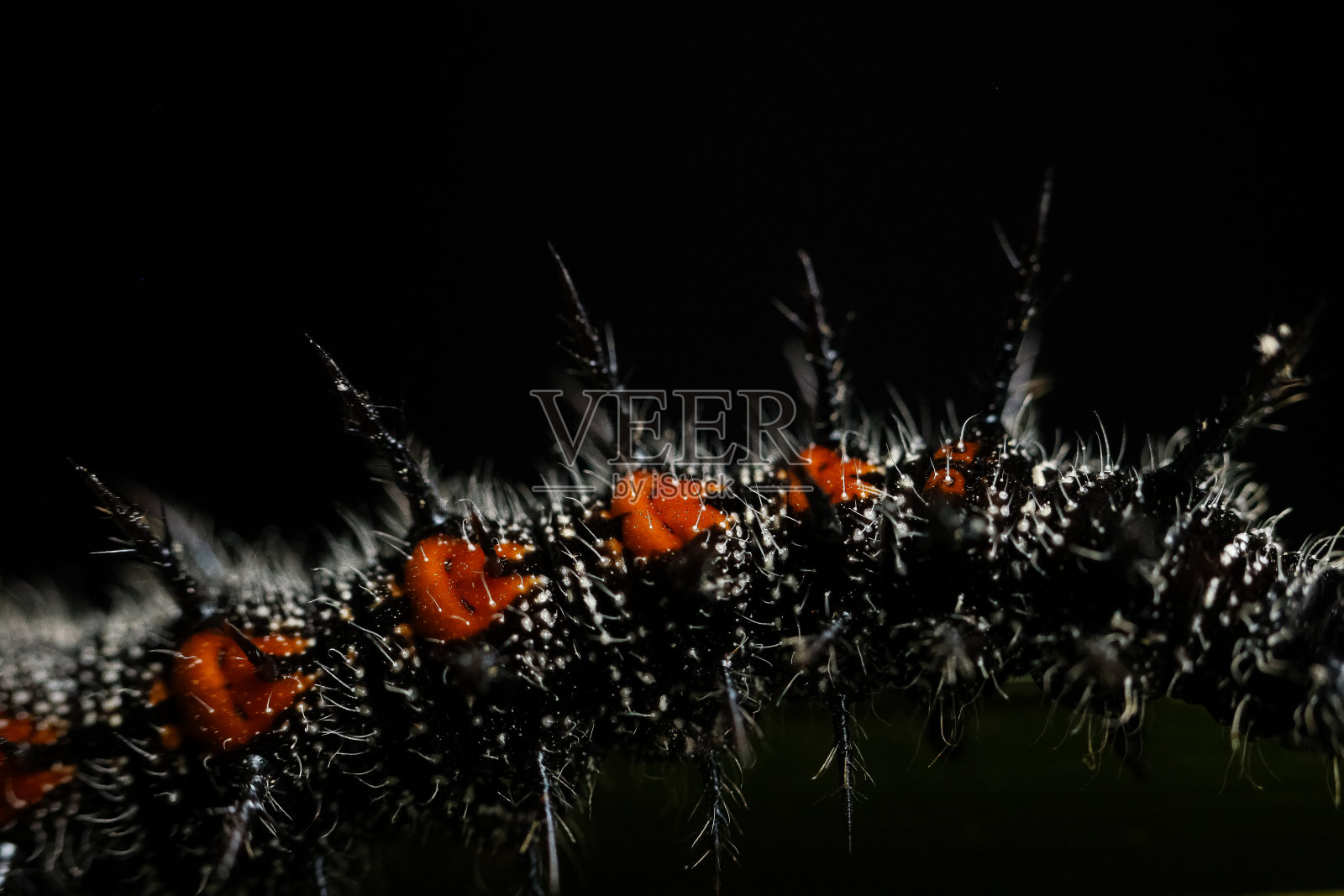 扇形棕榈树上有刺的榆树毛虫照片摄影图片