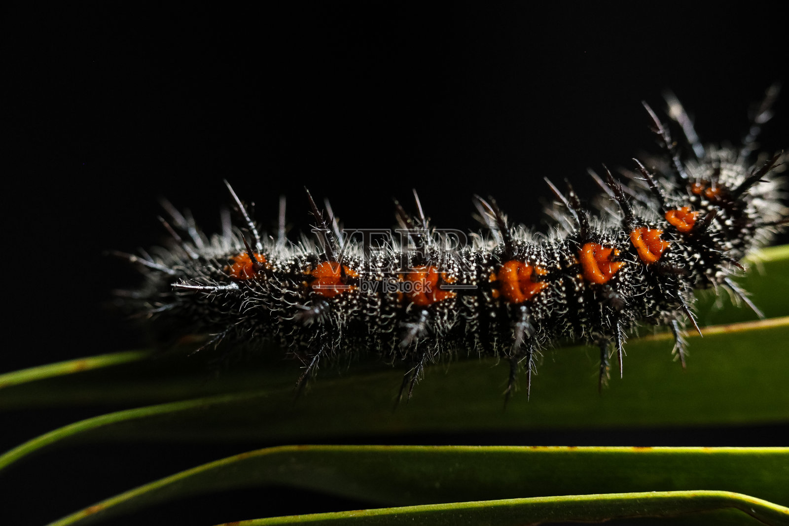 扇形棕榈树上有刺的榆树毛虫照片摄影图片