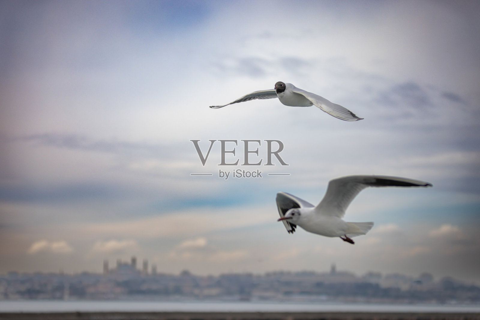 飞翔的海鸥。照片摄影图片