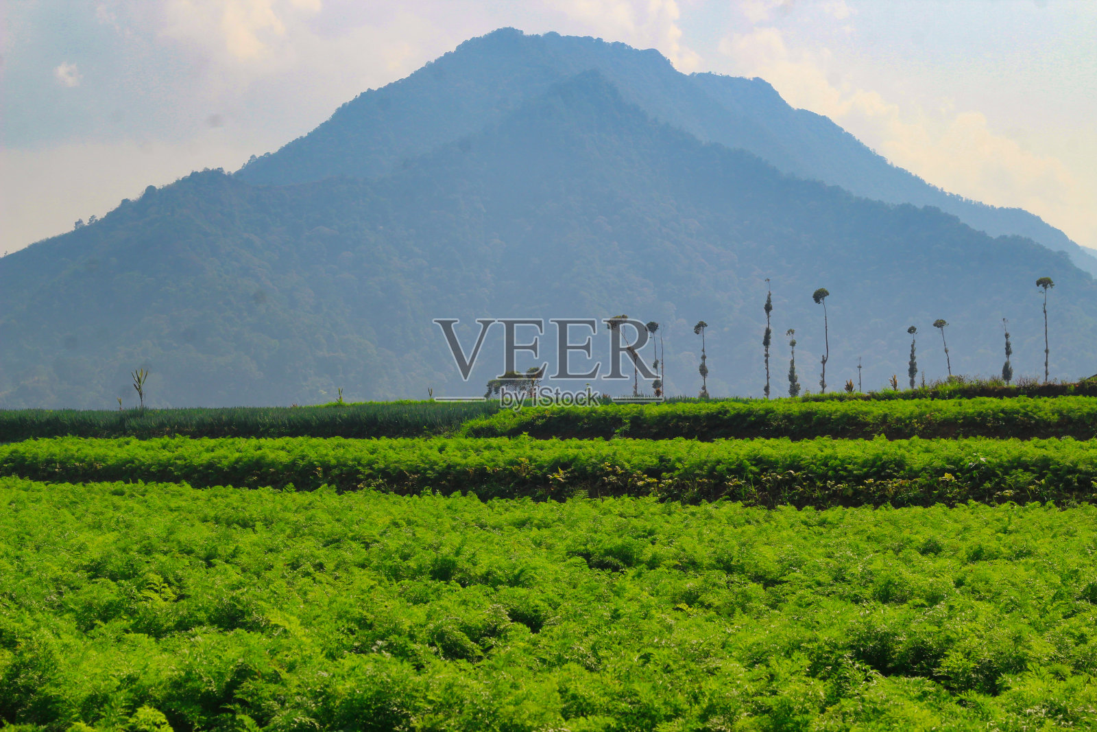 胡萝卜田和山景照片摄影图片