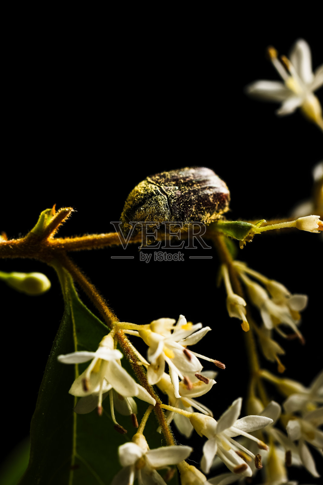 六月鳃金龟照片摄影图片