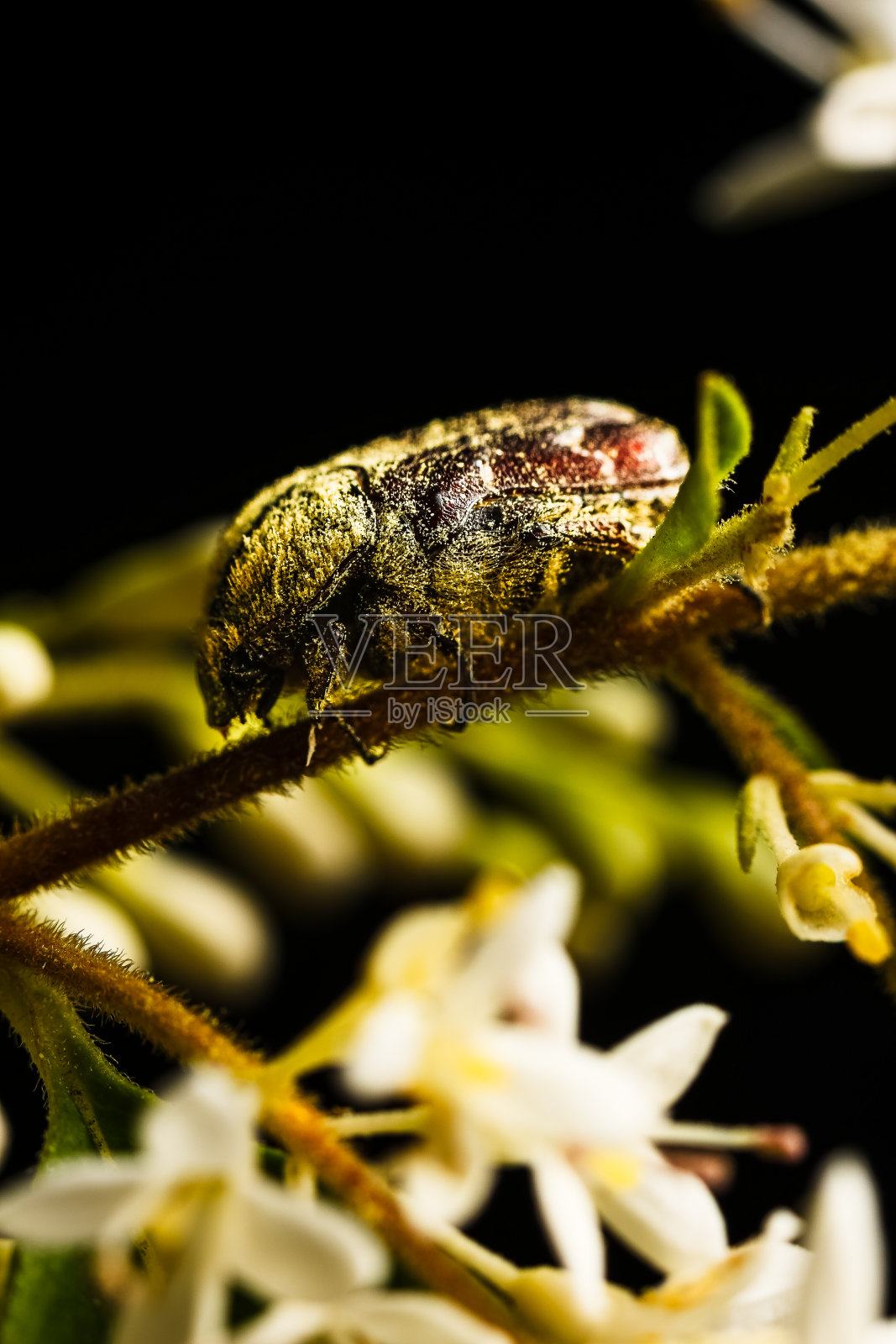 六月鳃金龟照片摄影图片