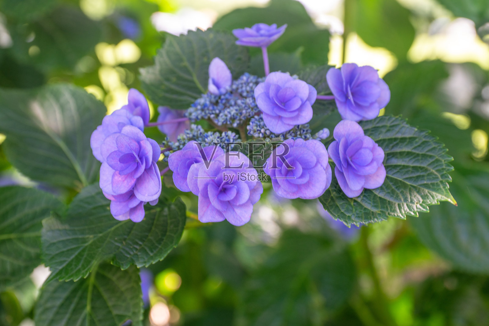 绣球花花照片摄影图片