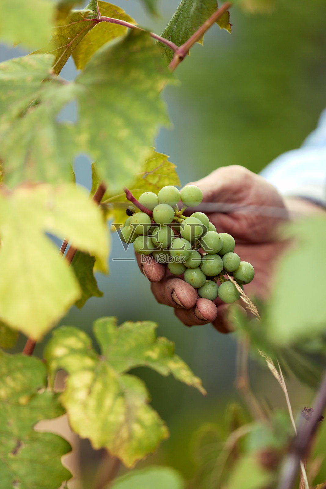 农民在他的葡萄园检查和保护他的产品，葡萄果实在农场和产品的葡萄酒。照片摄影图片