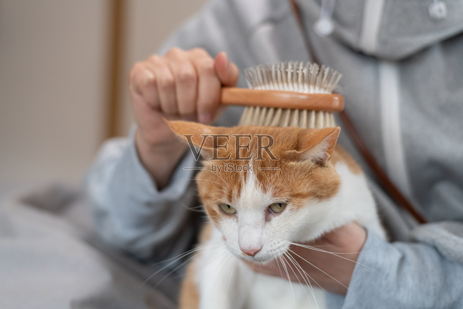 给猫刷牙的主人照片摄影图片
