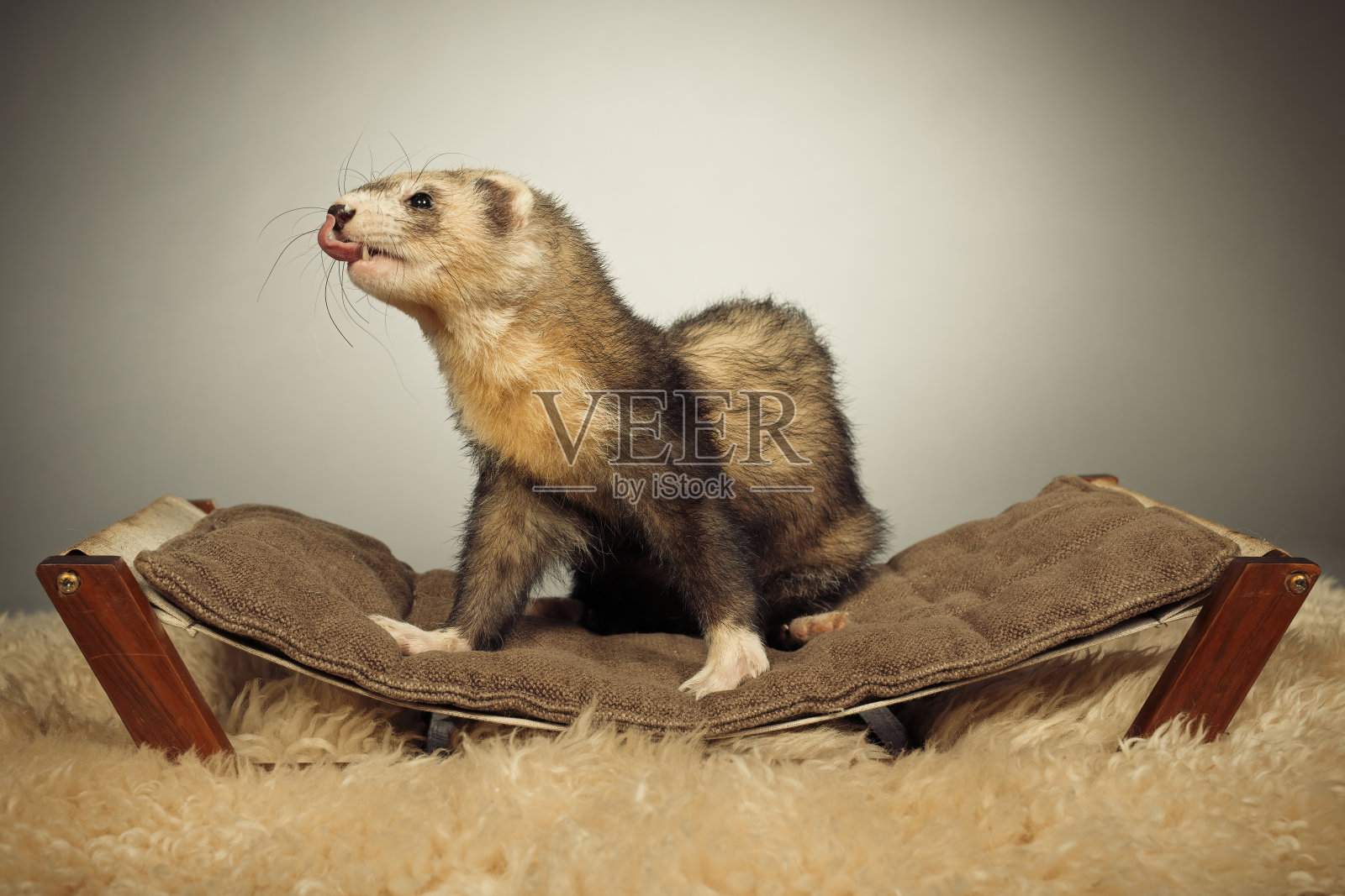 漂亮的雪貂在室内摄影棚里摆姿势拍照照片摄影图片