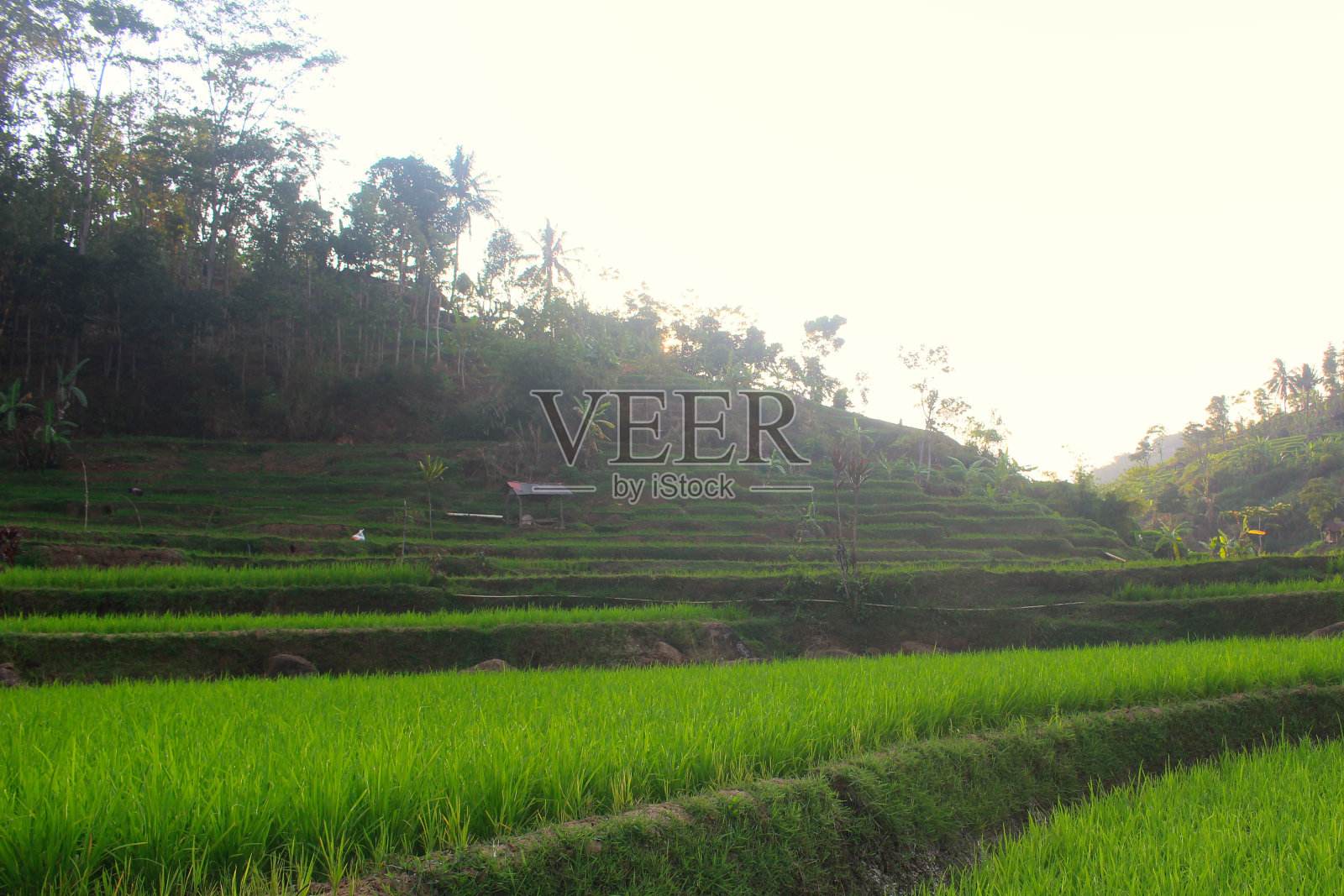 新种植的稻田照片摄影图片